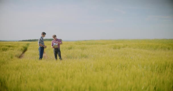 Agricultor moderno examinando los cultivos en el campo de agricultura Trigo antes de la cosecha - Metraje, vídeo