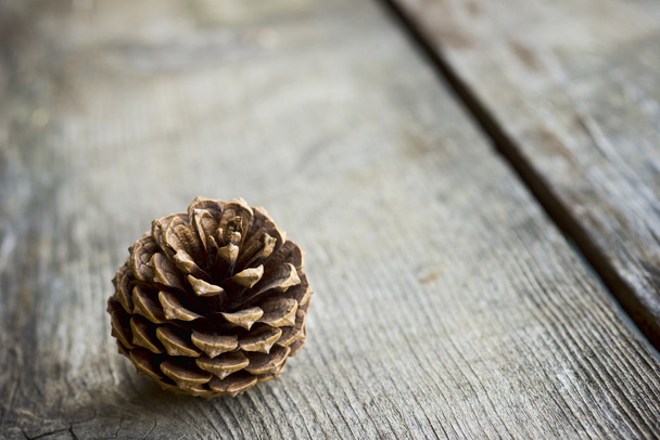 Small pine cone - Zdjęcie, obraz