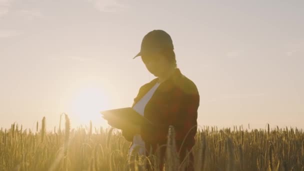 Um agrônomo com um tablet contém trigo maduro, examina, faz uma análise e insere dados no tablet. Agronomista controla a colheita de grãos no campo.Mulher de negócios analisa colheita de grãos. - Filmagem, Vídeo
