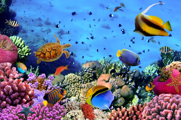 Foto de una colonia de coral en un arrecife, Egipto
 - Foto, Imagen
