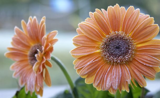Frosted Gerberas - Photo, Image