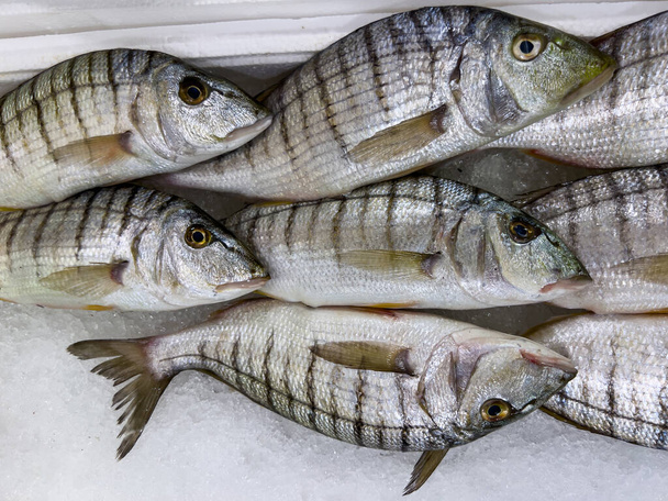 Ryby steenbras wyświetlane w skrzyni wypełnionej lodem na targu rybnym - Zdjęcie, obraz