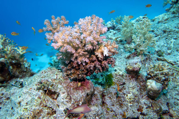 熱帯の海の底にあるカラフルで絵になるサンゴ礁、カリフラワーサンゴ、水中の風景 - 写真・画像