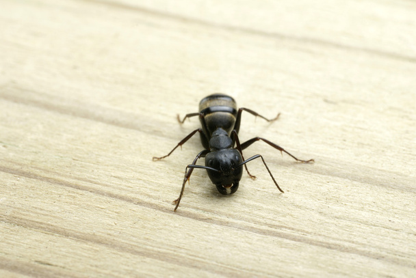 cieśla, mrówka do żucia na kawałek drewna - Zdjęcie, obraz