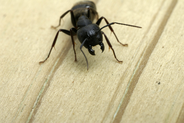 Atacar formiga carpinteiro
 - Foto, Imagem