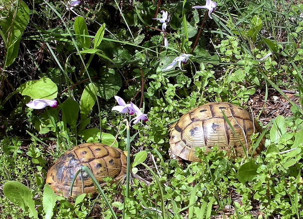 Shoham Cyclamens en schildpadden 2004 - Foto, afbeelding
