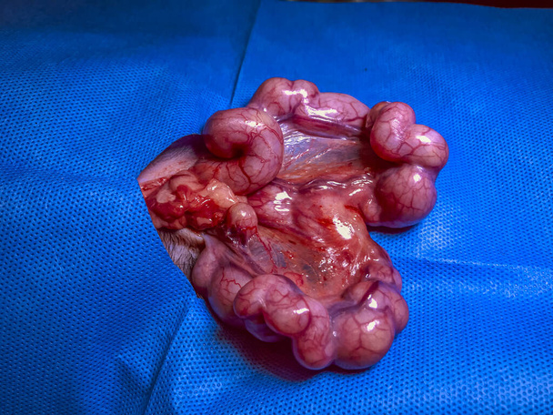 Pyometra bij vrouwelijke katten, Uterus infectie, pus accumulatie. Dringende veteranenzorg cruciaal. Symptomen zijn onder meer lethargie, verhoogde dorst en zwelling van de buik - Foto, afbeelding