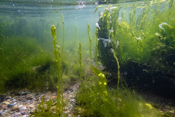 cladophora and ulva green thicket grow on sandy bottom, littoral zone underwater, oxygen rich air bubble, low salinity saltwater biotope, torn algae murky muddy water, storm weather, blur background - Photo, Image
