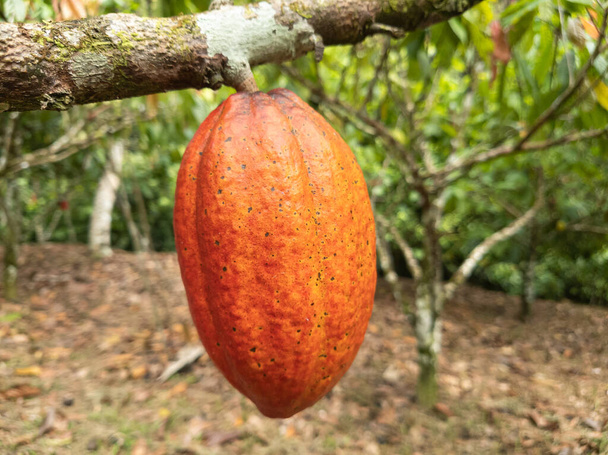 Какао-дерево з фруктами, посадженими на фермі в Ілгеї, Баїя, Бразилія. - Фото, зображення