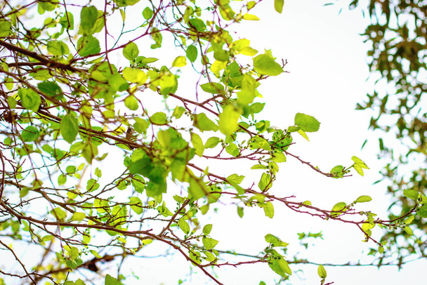 Wiosenne gałęzie drzew ze świeżymi zielonymi liśćmi - Zdjęcie, obraz