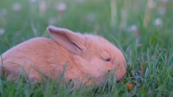 Mignon lapin rouge parmi l'herbe verte à l'extérieur. Un beau lapin est un symbole de Pâques. - Séquence, vidéo