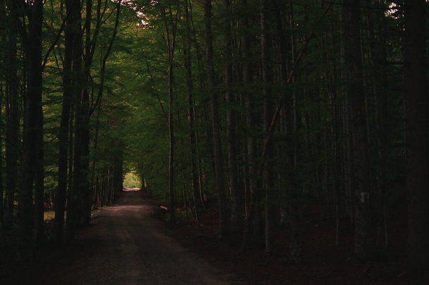 Dark Forest path in summer time - Photo, Image