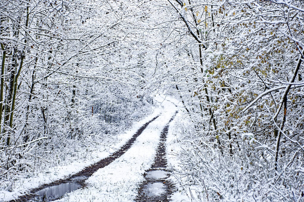 Ein wunderbarer Winterwald in Bayern  - Foto, Bild
