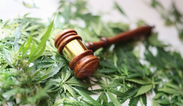 Juez de madera martillo sobre hojas de cannabis verde primer plano. Legalización del cultivo y distribución de sustancias estupefacientes basadas en el concepto de cáñamo - Foto, Imagen