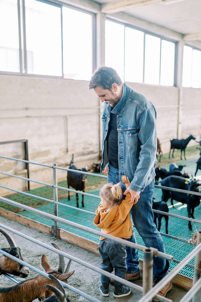 Little girl stands hugging her father leg and looks at the goat in the corral. High quality photo - Photo, Image