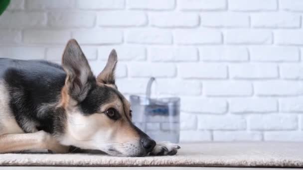 Wasserspender für Haustiere mit automatischer Nachfüllung der Schwerkraft. Nahaufnahme eines niedlichen Hundes, der auf Teppich in der Nähe des Tierbrunnens liegt - Filmmaterial, Video