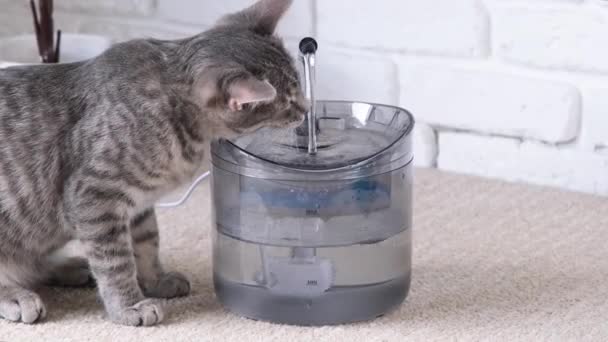 Distributore di acqua per animali domestici con ricarica automatica a gravità. Primo piano del gatto europeo a strisce grigie che beve dalla fontana per animali domestici - Filmati, video