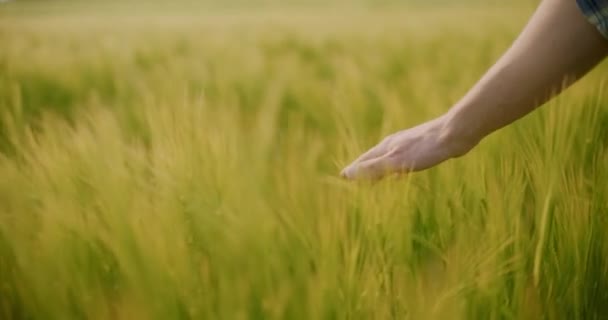 Close Up View Farmer Hand Touching Wheat Ears Crops Agriculture Harvesting Examining Field - Footage, Video