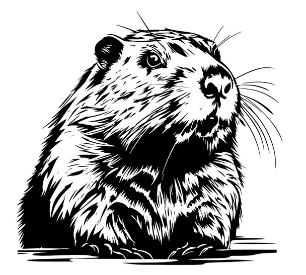 Beaver rodent mammal. Scratch board imitation. Black and white hand drawn image. Engraving vector illustration - Vector, Image