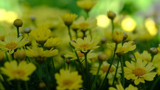 Crown Daisy também conhecido como Garland Chrysanthemum. Nome botânico Glebionis Coronaria. - Foto, Imagem