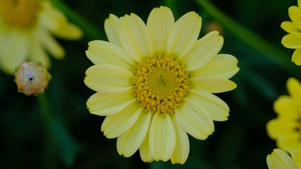 Crown Daisy znana również jako Garland Chrysanthemum. Nazwa botaniczna Glebionis Coronaria. - Zdjęcie, obraz