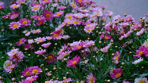 ピンククラウンデイジー(Garland Chrysanthemum)としても知られている. ボタニカルネーム グルビオニス コロナリア. - 写真・画像