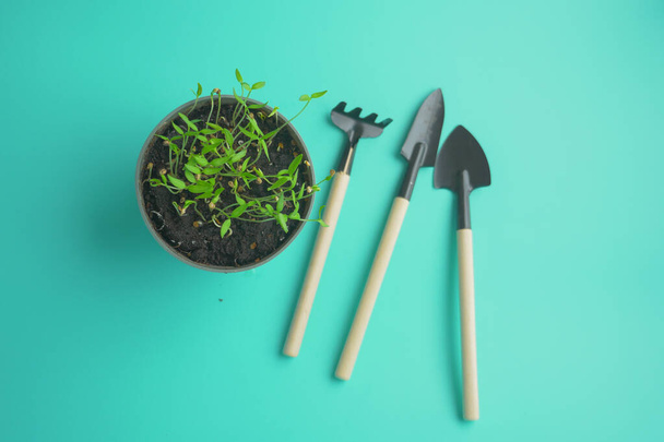 outils de jardinage et plante sur une table avec espace de copie . - Photo, image