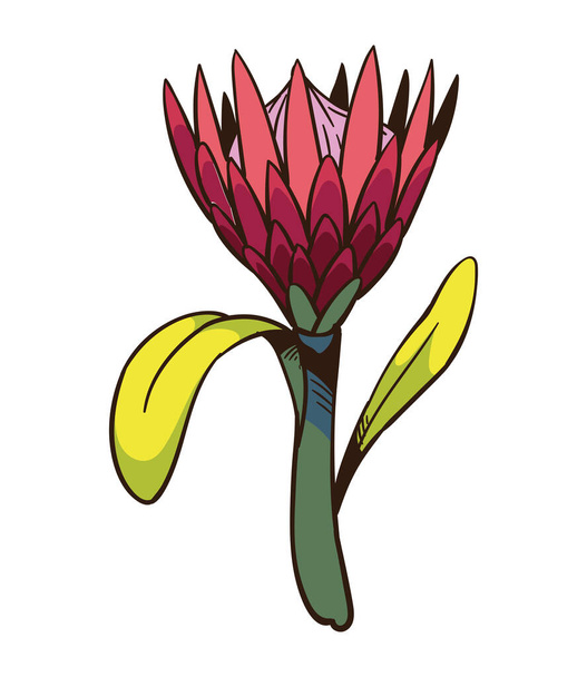 Güney Afrika Kralı protea botanik çizimi - Vektör, Görsel
