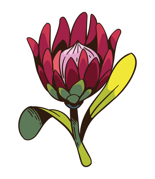 Güney Afrika Kralı protea yeşillik çizimi - Vektör, Görsel