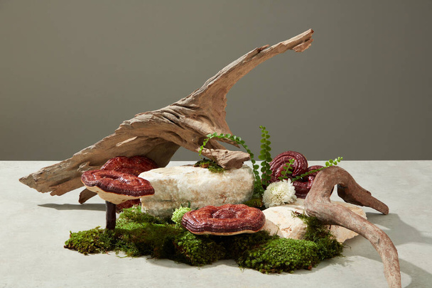 Concetto di medicinale con ingrediente per funghi Lingzhi. Blocchi di pietra decorati con ramoscelli, muschio e fungo ganodermico su sfondo grigio. Spazio vuoto per il design - Foto, immagini