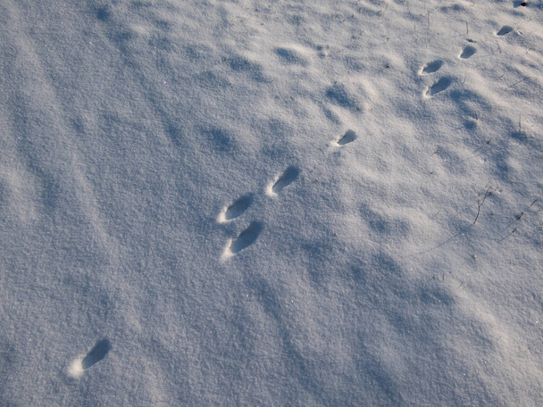 Voetafdrukken van de Europese haas of bruine haas (Lepus europaeus) in zeer diepe sneeuw bij fel zonlicht op een koude winterdag. Winterlandschap - Foto, afbeelding