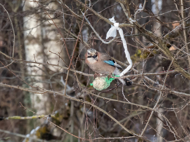 The Eurasian jay (Garrulus glandarius) sitting on a bird feeder fat ball in a green net hanging in the tree in winter. Bird portrait - Photo, Image