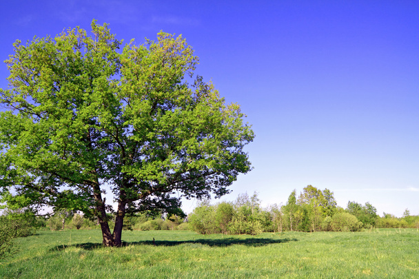 Green oak on summer field - Foto, Imagen