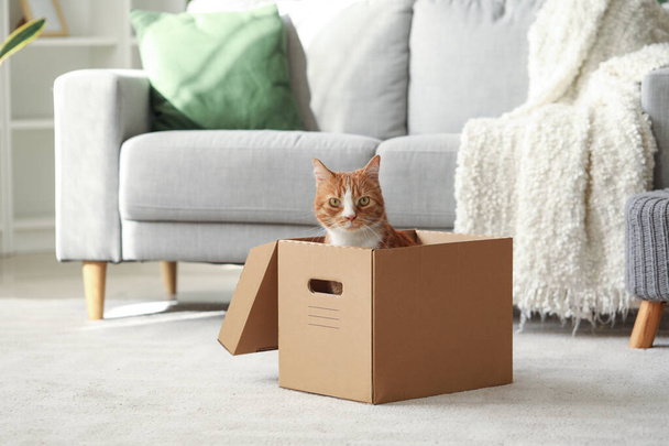 家の段ボール箱の面白い猫 - 写真・画像