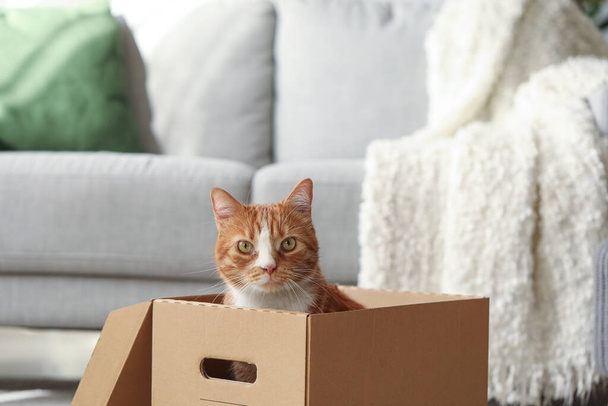 Hauska kissa pahvilaatikossa kotona - Valokuva, kuva