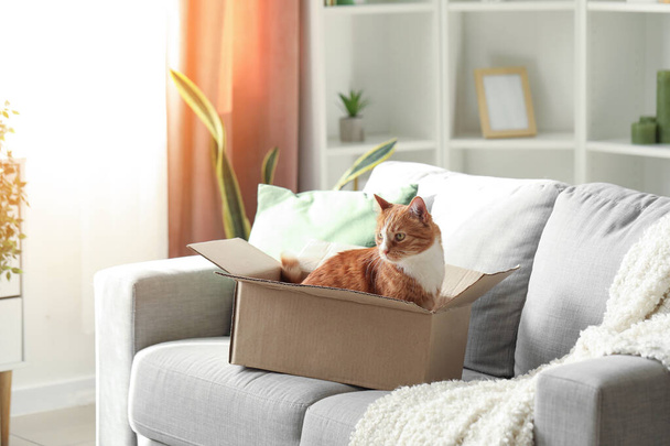Vicces macska kartondobozban a kanapén otthon - Fotó, kép