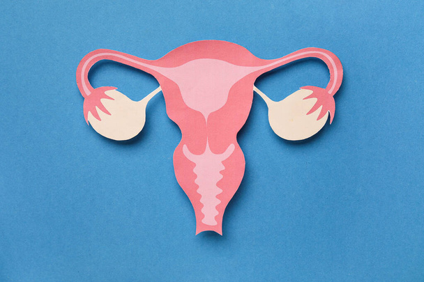 Papier Uterus auf blauem Hintergrund - Foto, Bild