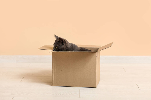 Aranyos brit macska ül dobozban padlón közel bézs fal - Fotó, kép