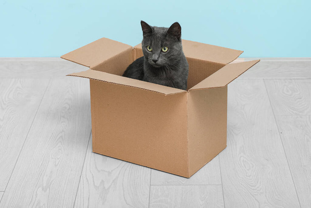 Aranyos brit macska ül dobozban padlón közel kék fal - Fotó, kép