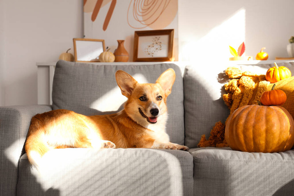 Cão Corgi com abóboras em casa no Dia de Ação de Graças - Foto, Imagem