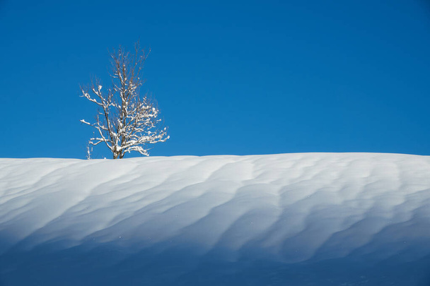 Měkká rozloha sněhu s osamělým stromem na pozadí oblohy                                - Fotografie, Obrázek