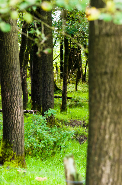 Árboles de un bosque durante un día
 - Foto, imagen