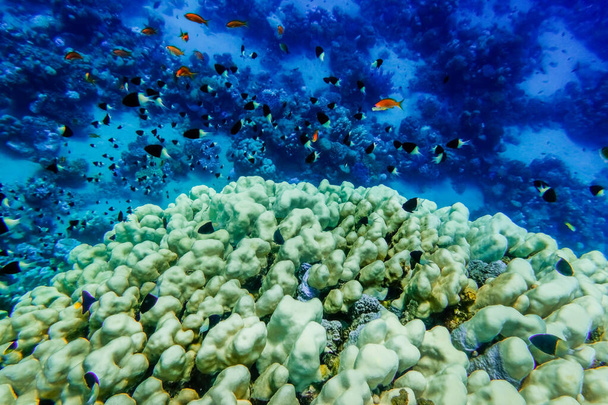 Mısır 'da tatilde mercanlar ve mavi su üzerinde bir sürü farklı küçük balık. - Fotoğraf, Görsel