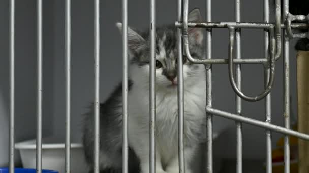 Gatito en una jaula en un refugio. Pequeño gato en una clínica veterinaria. El gato está esperando la adopción - Imágenes, Vídeo