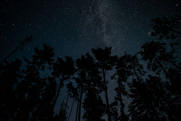 Stars in night sky over tree silhouettes - Photo, Image