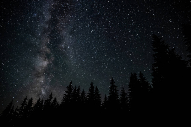 Галактика Млечный Путь над лесом. Звездная ночь. - Фото, изображение