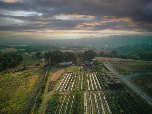 vista aérea drone shot de cultivos vegetales crecen en huerta orgánica durante el verano, lana natural y mantillo de plástico durante el verano - Foto, imagen