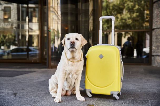 söpö labrador istuu vieressä keltainen matkatavarat lähellä sisäänkäynnin lemmikkieläinten ystävällinen hotelli, matka-konsepti - Valokuva, kuva
