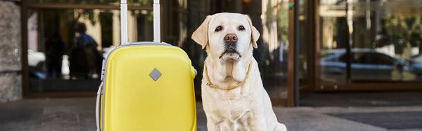 bonito labrador sentado ao lado de bagagem amarela perto da entrada do hotel pet friendly, banner de viagem - Foto, Imagem