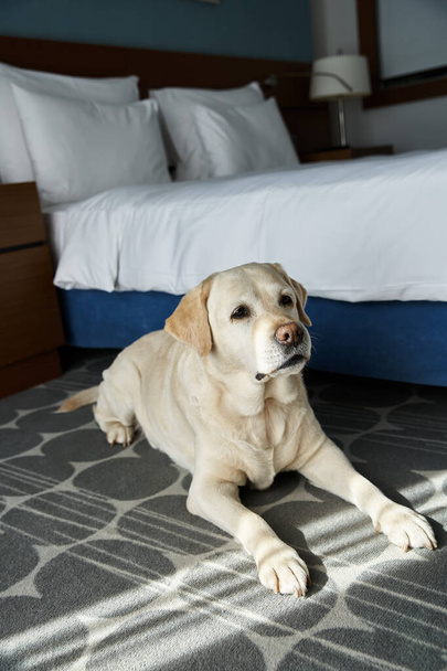 ペットフレンドリーなホテルの部屋でベッドの近くに休むかわいい白いラブラドール,動物の仲間と旅行 - 写真・画像